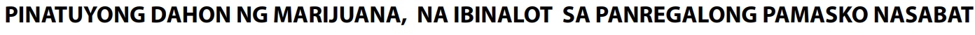 PINATUYONG DAHON NG MARIJUANA, NA IBINALOT SA PANREGALONG PAMASKO NASABAT